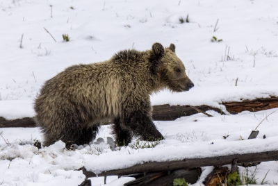 Snow and Cubs YNP May 2025